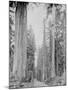 Cedar Trees, Clearwater, WA, 1936-Ashael Curtis-Mounted Giclee Print