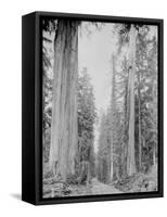 Cedar Trees, Clearwater, WA, 1936-Ashael Curtis-Framed Stretched Canvas