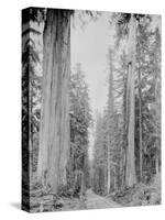 Cedar Trees, Clearwater, WA, 1936-Ashael Curtis-Stretched Canvas