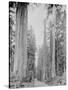 Cedar Trees, Clearwater, WA, 1936-Ashael Curtis-Stretched Canvas