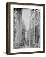 Cedar Trees, Clearwater, WA, 1936-Ashael Curtis-Framed Giclee Print