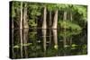 Cedar Trees in Suwannee River, Florida, USA-Sheila Haddad-Stretched Canvas