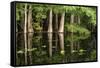 Cedar Trees in Suwannee River, Florida, USA-Sheila Haddad-Framed Stretched Canvas