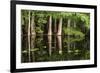 Cedar Trees in Suwannee River, Florida, USA-Sheila Haddad-Framed Premium Photographic Print