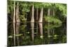 Cedar Trees in Suwannee River, Florida, USA-Sheila Haddad-Mounted Premium Photographic Print