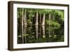 Cedar Trees in Suwannee River, Florida, USA-Sheila Haddad-Framed Photographic Print