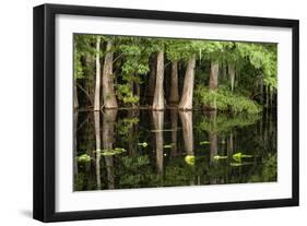 Cedar Trees in Suwannee River, Florida, USA-Sheila Haddad-Framed Photographic Print