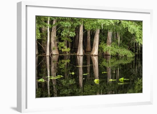 Cedar Trees in Suwannee River, Florida, USA-Sheila Haddad-Framed Photographic Print