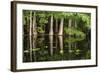 Cedar Trees in Suwannee River, Florida, USA-Sheila Haddad-Framed Photographic Print