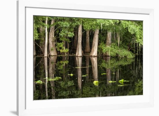 Cedar Trees in Suwannee River, Florida, USA-Sheila Haddad-Framed Photographic Print