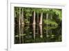 Cedar Trees in Suwannee River, Florida, USA-Sheila Haddad-Framed Photographic Print