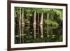 Cedar Trees in Suwannee River, Florida, USA-Sheila Haddad-Framed Photographic Print