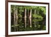 Cedar Trees in Suwannee River, Florida, USA-Sheila Haddad-Framed Photographic Print