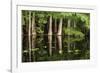 Cedar Trees in Suwannee River, Florida, USA-Sheila Haddad-Framed Photographic Print