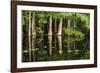 Cedar Trees in Suwannee River, Florida, USA-Sheila Haddad-Framed Photographic Print