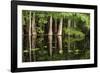 Cedar Trees in Suwannee River, Florida, USA-Sheila Haddad-Framed Photographic Print