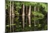 Cedar Trees in Suwannee River, Florida, USA-Sheila Haddad-Mounted Photographic Print