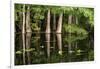 Cedar Trees in Suwannee River, Florida, USA-Sheila Haddad-Framed Photographic Print