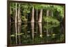 Cedar Trees in Suwannee River, Florida, USA-Sheila Haddad-Framed Photographic Print