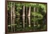 Cedar Trees in Suwannee River, Florida, USA-Sheila Haddad-Framed Premium Photographic Print