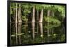 Cedar Trees in Suwannee River, Florida, USA-Sheila Haddad-Framed Premium Photographic Print