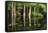 Cedar Trees in Suwannee River, Florida, USA-Sheila Haddad-Framed Stretched Canvas