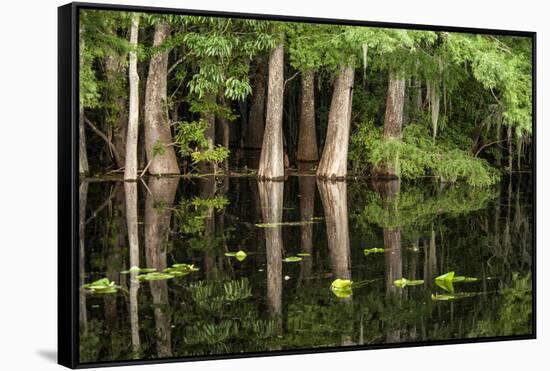 Cedar Trees in Suwannee River, Florida, USA-Sheila Haddad-Framed Stretched Canvas