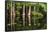 Cedar Trees in Suwannee River, Florida, USA-Sheila Haddad-Framed Stretched Canvas