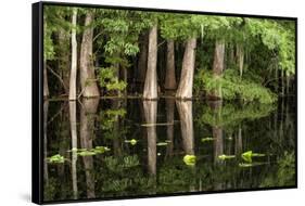 Cedar Trees in Suwannee River, Florida, USA-Sheila Haddad-Framed Stretched Canvas