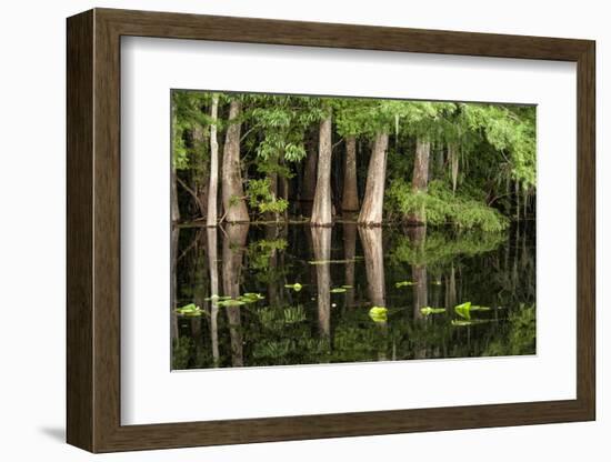 Cedar Trees in Suwannee River, Florida, USA-Sheila Haddad-Framed Photographic Print