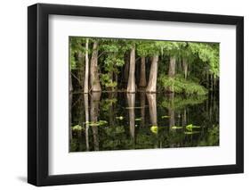 Cedar Trees in Suwannee River, Florida, USA-Sheila Haddad-Framed Photographic Print