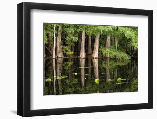 Cedar Trees in Suwannee River, Florida, USA-Sheila Haddad-Framed Photographic Print