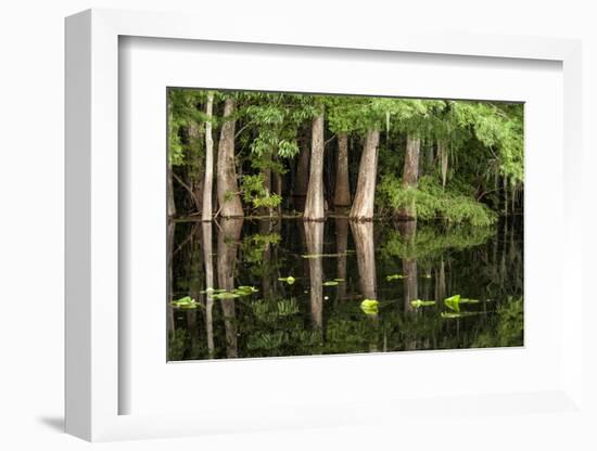 Cedar Trees in Suwannee River, Florida, USA-Sheila Haddad-Framed Photographic Print