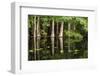 Cedar Trees in Suwannee River, Florida, USA-Sheila Haddad-Framed Photographic Print