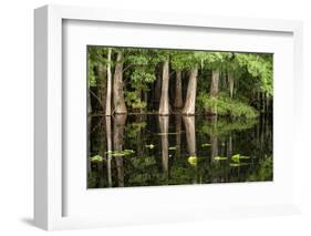 Cedar Trees in Suwannee River, Florida, USA-Sheila Haddad-Framed Photographic Print