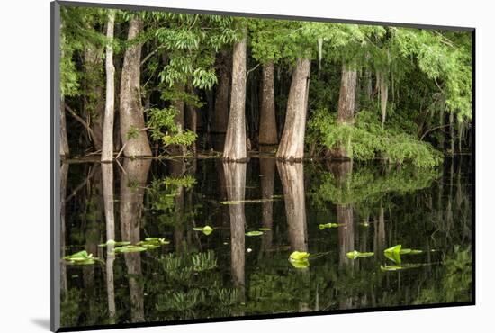 Cedar Trees in Suwannee River, Florida, USA-Sheila Haddad-Mounted Photographic Print