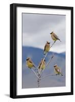 Cedar Waxwing Flock-Ken Archer-Framed Photographic Print