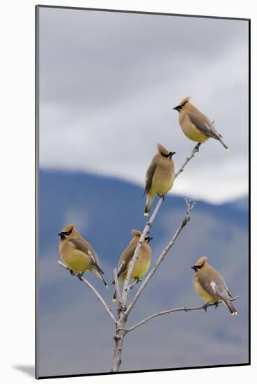 Cedar Waxwing Flock-Ken Archer-Mounted Photographic Print