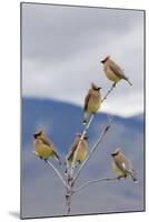 Cedar Waxwing Flock-Ken Archer-Mounted Photographic Print