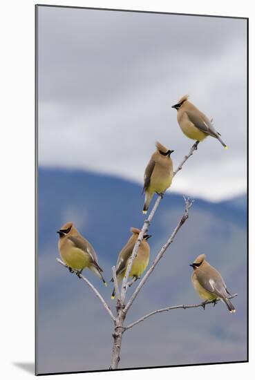 Cedar Waxwing Flock-Ken Archer-Mounted Photographic Print