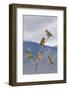 Cedar Waxwing Flock-Ken Archer-Framed Photographic Print