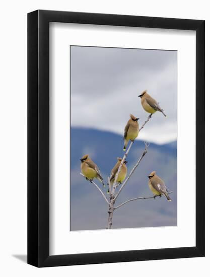 Cedar Waxwing Flock-Ken Archer-Framed Photographic Print