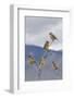 Cedar Waxwing Flock-Ken Archer-Framed Photographic Print