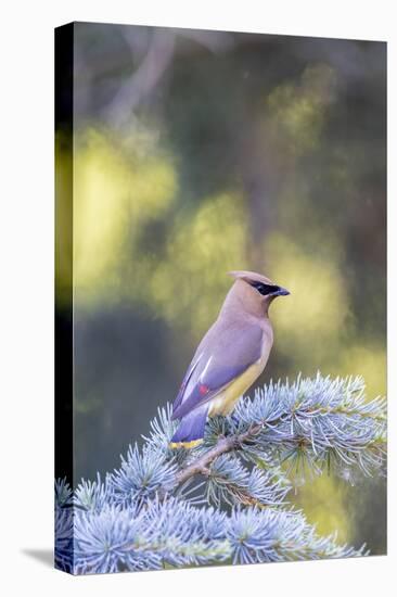 Cedar waxwing in blue atlas cedar tree, Marion County, Illinois.-Richard & Susan Day-Stretched Canvas