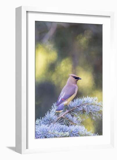 Cedar waxwing in blue atlas cedar tree, Marion County, Illinois.-Richard & Susan Day-Framed Photographic Print