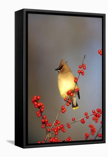 Cedar Waxwing in Common Winterberry, Marion, Il-Richard and Susan Day-Framed Stretched Canvas