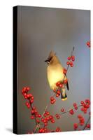 Cedar Waxwing in Common Winterberry, Marion, Il-Richard and Susan Day-Stretched Canvas