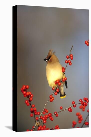 Cedar Waxwing in Common Winterberry, Marion, Il-Richard and Susan Day-Stretched Canvas