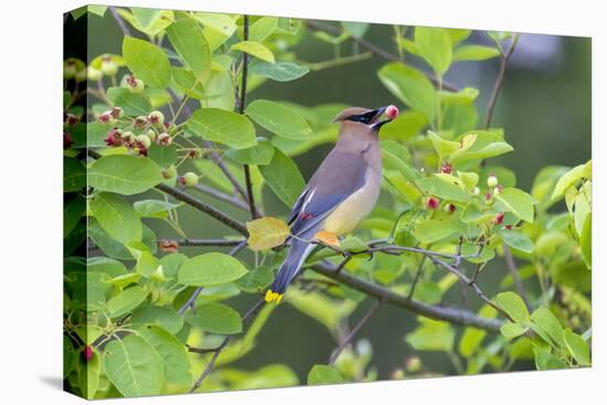 Cedar waxwing in eating serviceberry in serviceberry bush, Marion County, Illinois.-Richard & Susan Day-Stretched Canvas