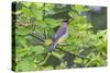 Cedar waxwing in eating serviceberry in serviceberry bush, Marion County, Illinois.-Richard & Susan Day-Stretched Canvas